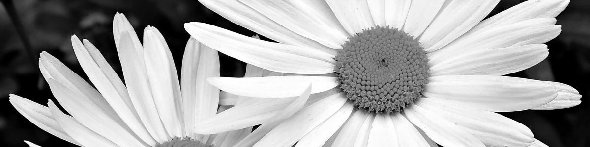 Replay atelier : Poemologie<br> science insolite au service de la NonViolence